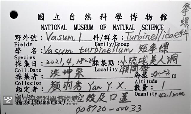 短拳螺藏品圖，第18張
