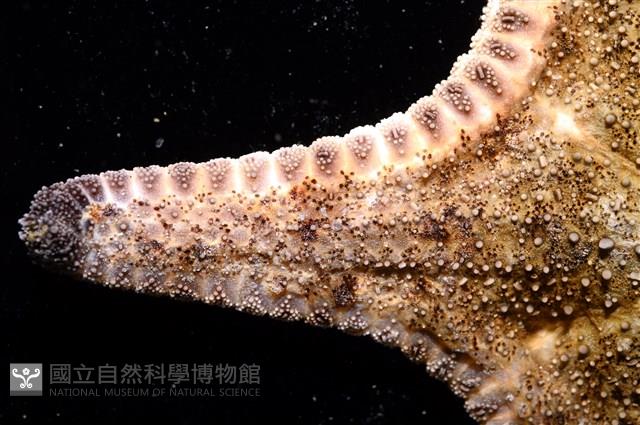 未知種花瘤海星 sp. 02藏品圖，第18張