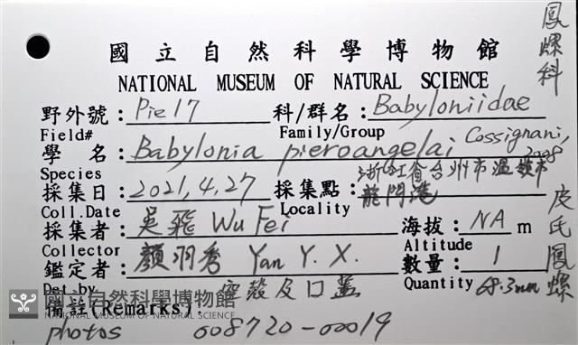 皮氏鳳螺藏品圖，第18張