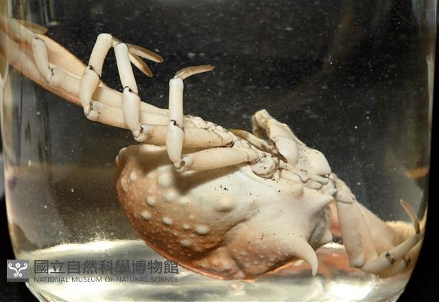 泡粒長螯蟹藏品圖，第18張
