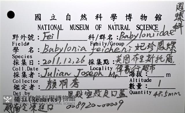 妃珍鳳螺藏品圖，第18張