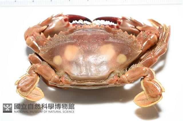 晶瑩蟳藏品圖，第17張