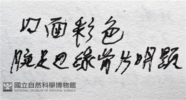 未知種花瘤海星 sp. 01藏品圖，第18張
