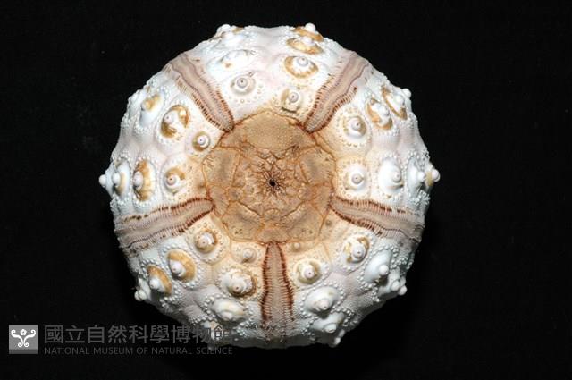 棒棘鋸頭帕(環鋸棘頭帕)藏品圖，第18張