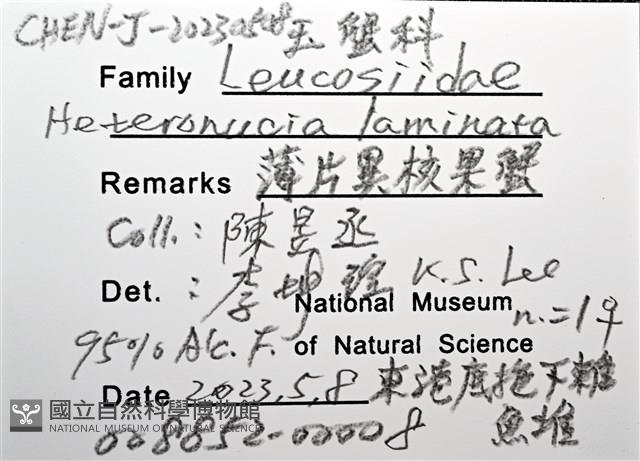 薄片異核果蟹藏品圖，第18張