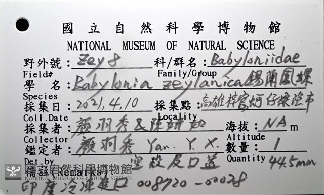 錫蘭鳳螺藏品圖，第18張