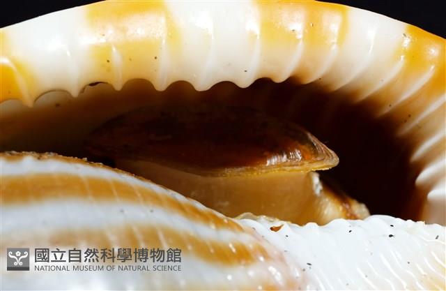 條紋鬘螺藏品圖，第17張