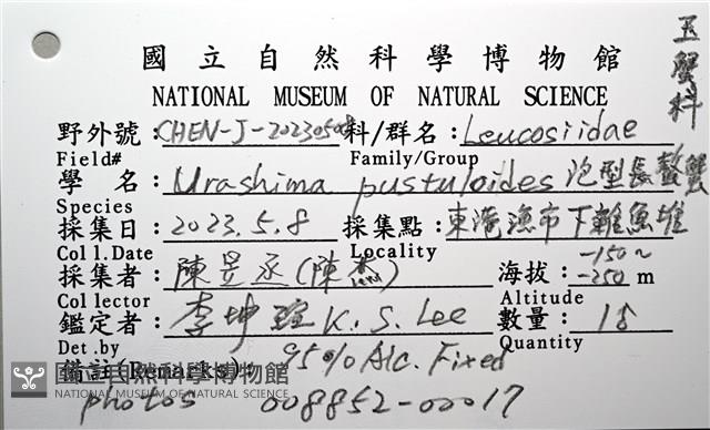 仿泡粒長螯蟹藏品圖，第18張
