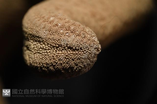 蓋丁指海星藏品圖，第18張