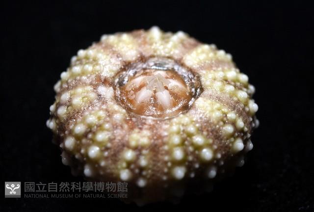 疣裸海膽藏品圖，第18張