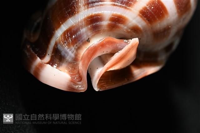 棋盤鬘螺藏品圖，第18張