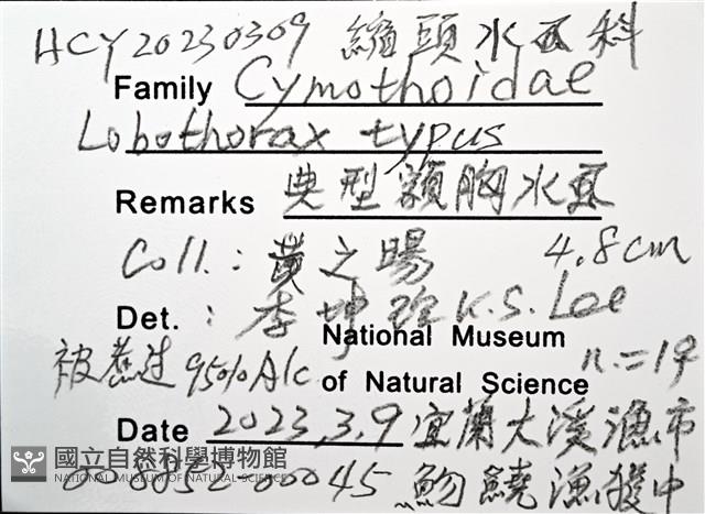 典型額胸水虱藏品圖，第18張