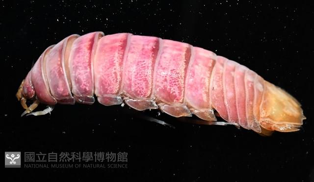 未知種羅司水虱藏品圖，第18張