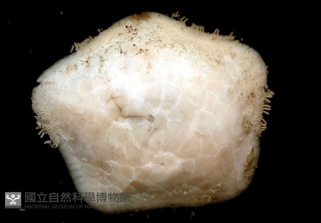未知種開曼海星藏品圖，第18張