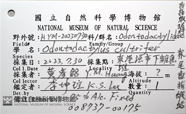 脊尾齒指蝦蛄藏品圖，第18張
