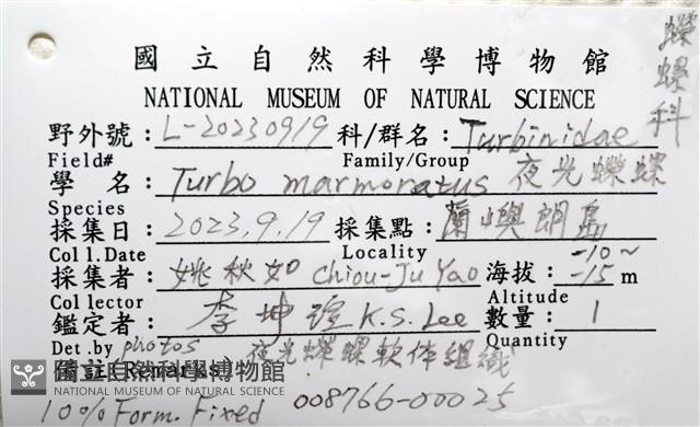 夜光蠑螺藏品圖，第18張