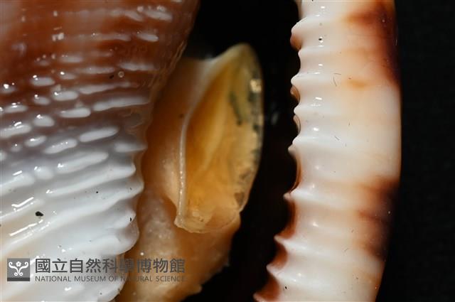 布紋鬘螺藏品圖，第18張