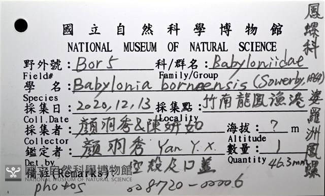 婆羅洲鳳螺藏品圖，第18張