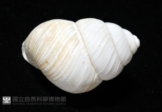 南亞蝸牛之一種藏品圖，第18張