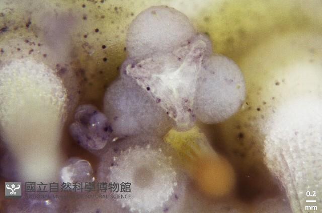 疣裸海膽藏品圖，第18張