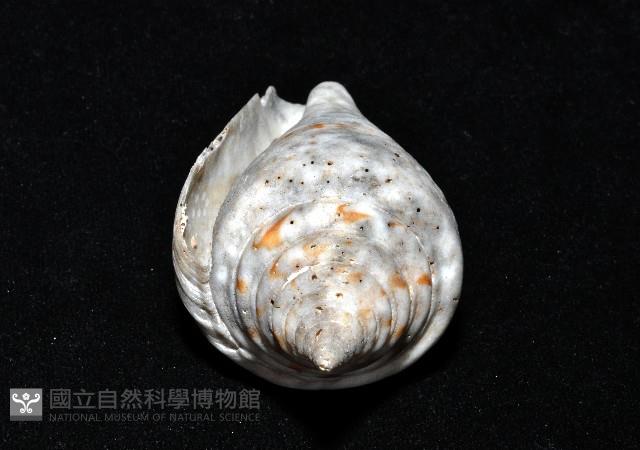 大佛塔芋螺藏品圖，第18張