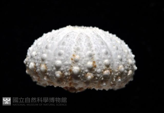 艾氏鋸海膽藏品圖，第18張