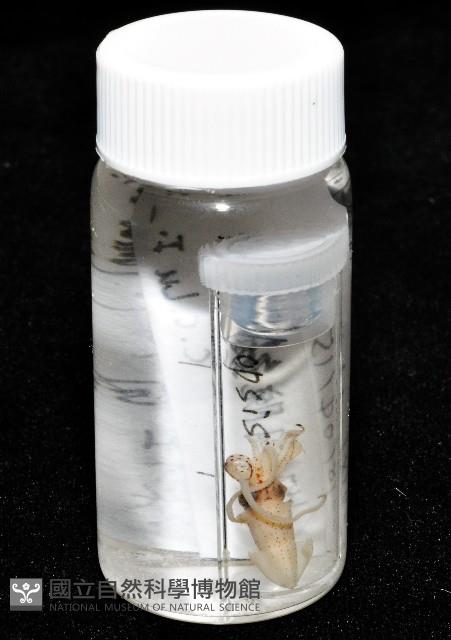 線紋擬鉤腕魷藏品圖，第18張