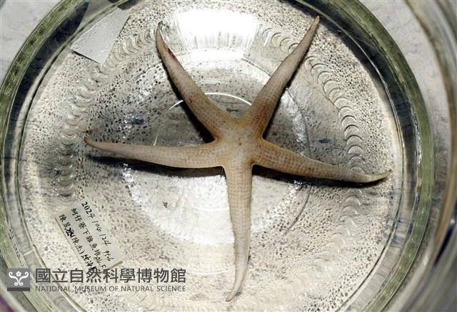 鑽石異瘤蛇海星(暫譯)藏品圖，第18張