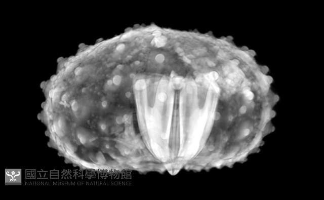 浪腔海膽(波紋腔海膽)藏品圖，第18張