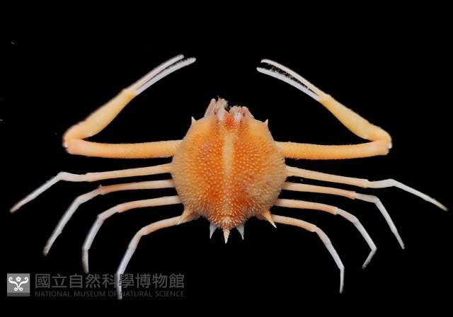 長形栗殼蟹藏品圖，第18張
