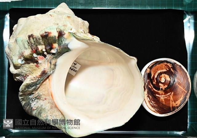 夜光蠑螺藏品圖，第18張