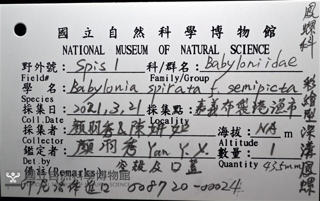 彩繪型深溝鳳螺藏品圖，第18張