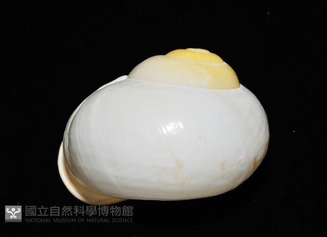 未知種光澤蝸牛藏品圖，第18張