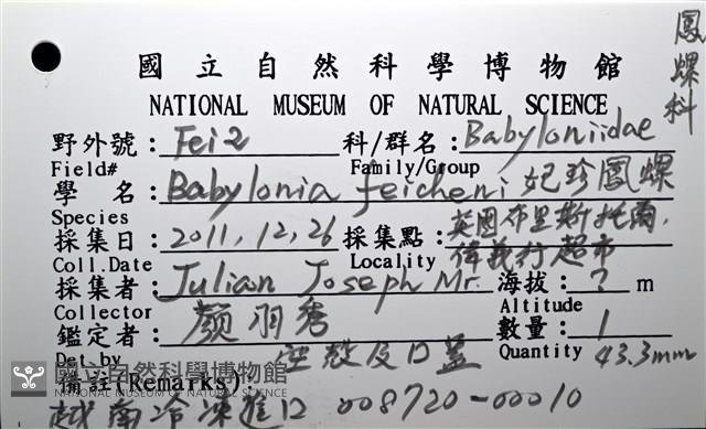 妃珍鳳螺藏品圖，第17張