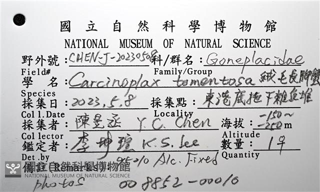 絨毛長腳蟹藏品圖，第18張