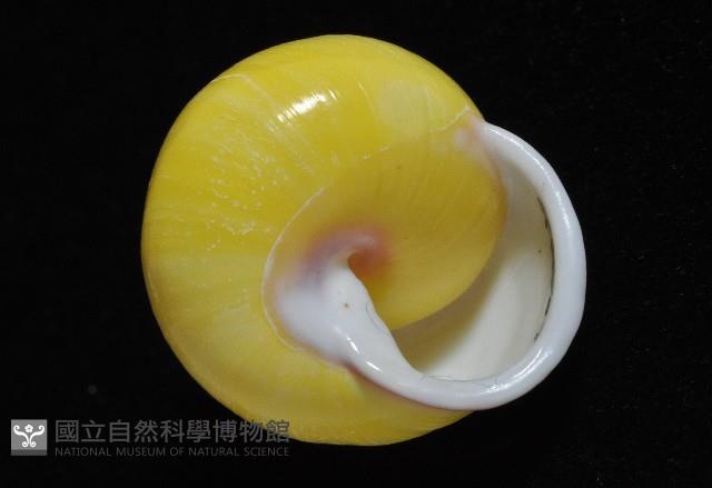 環紋光澤蝸牛藏品圖，第18張