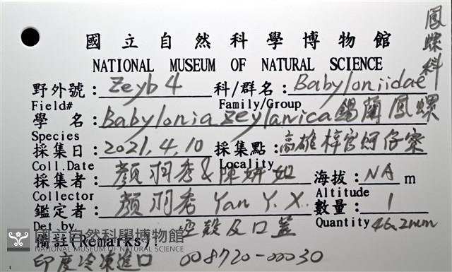 錫蘭鳳螺藏品圖，第18張