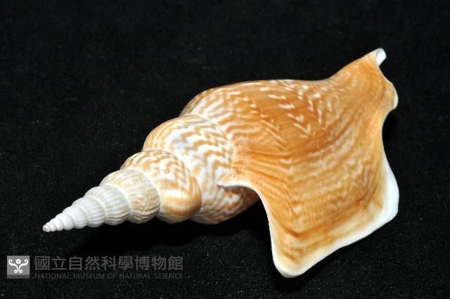 金斧鳳凰螺藏品圖，第18張