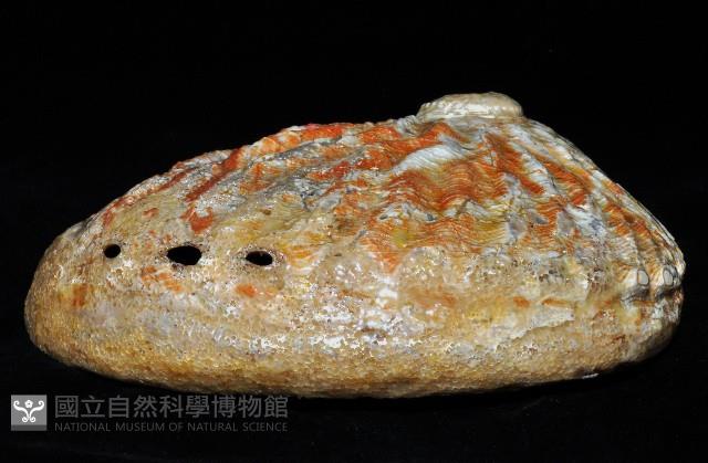 赤金鮑螺藏品圖，第18張