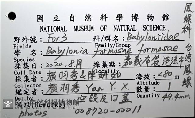 臺灣鳳螺藏品圖，第18張