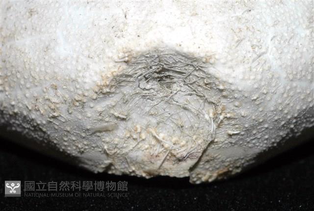 小花瓣裸心海膽藏品圖，第18張