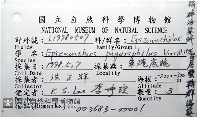 寄居蟹鞘群海葵藏品圖，第18張
