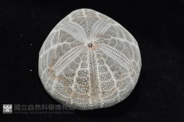心形海壺藏品圖，第18張