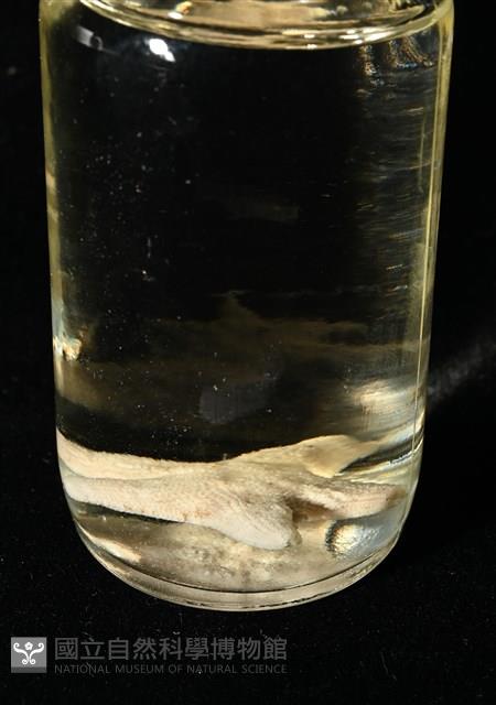 林氏海燕藏品圖，第18張