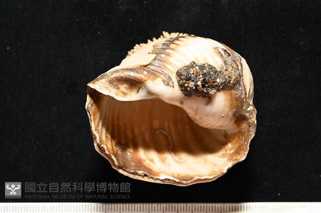 造殼海葵之一種藏品圖，第18張