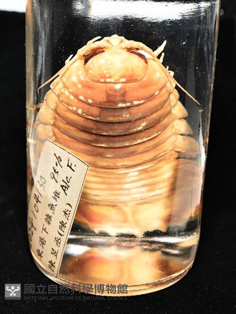 道氏深水虱藏品圖，第18張