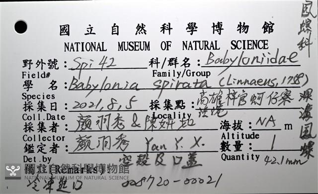 深溝鳳螺藏品圖，第18張