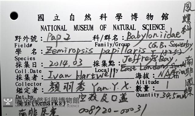 南非鳳螺藏品圖，第18張