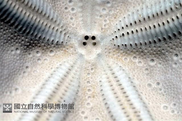 心形海壺藏品圖，第18張