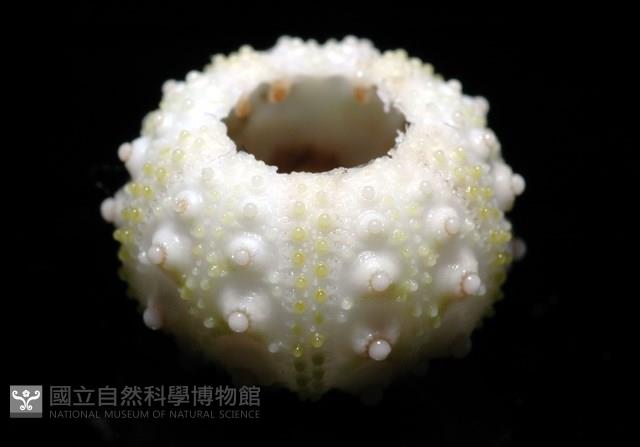 環棘深淵沙棱海膽藏品圖，第18張